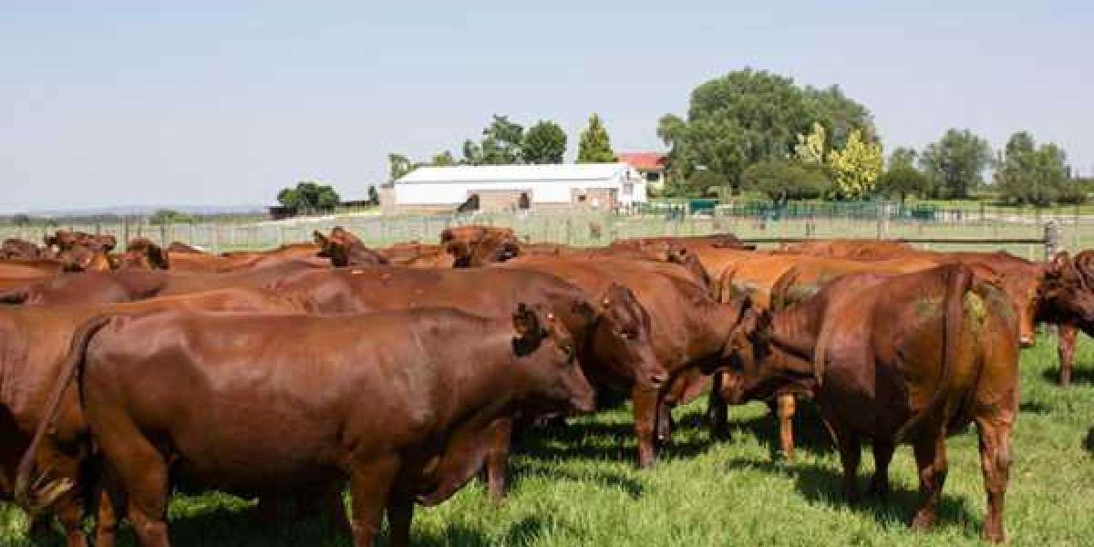 Farming Cattle - Taking a Stab at Cattle Farm Life