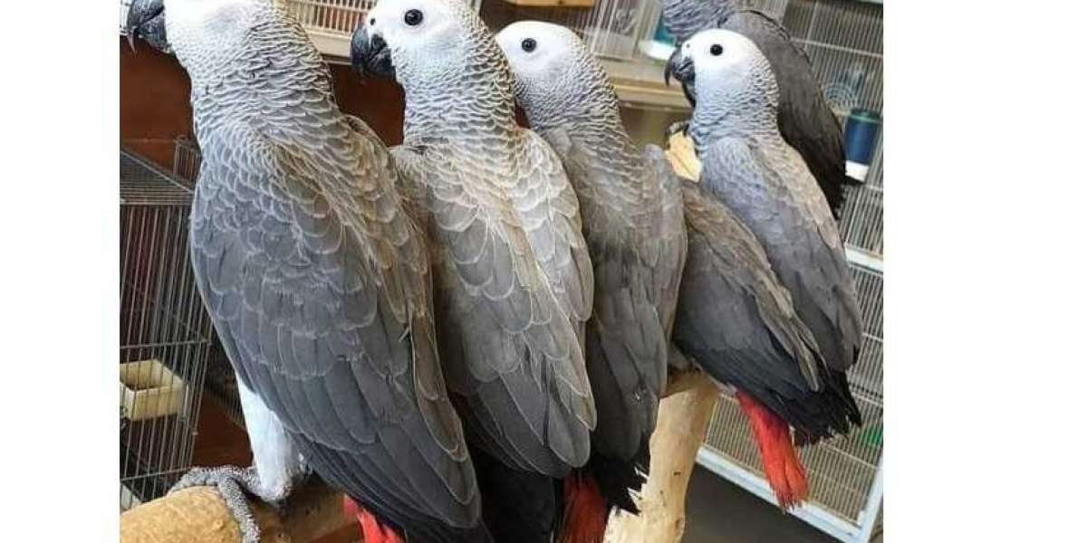 How to Ensure You Buy a Great Parrot When Buying an African Grey for Sale!