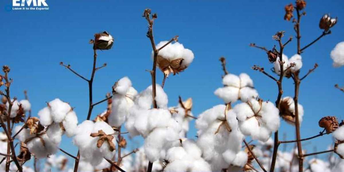 Africa Cotton Market Growth, Share, Size, Trends, Forecast 2023-2028