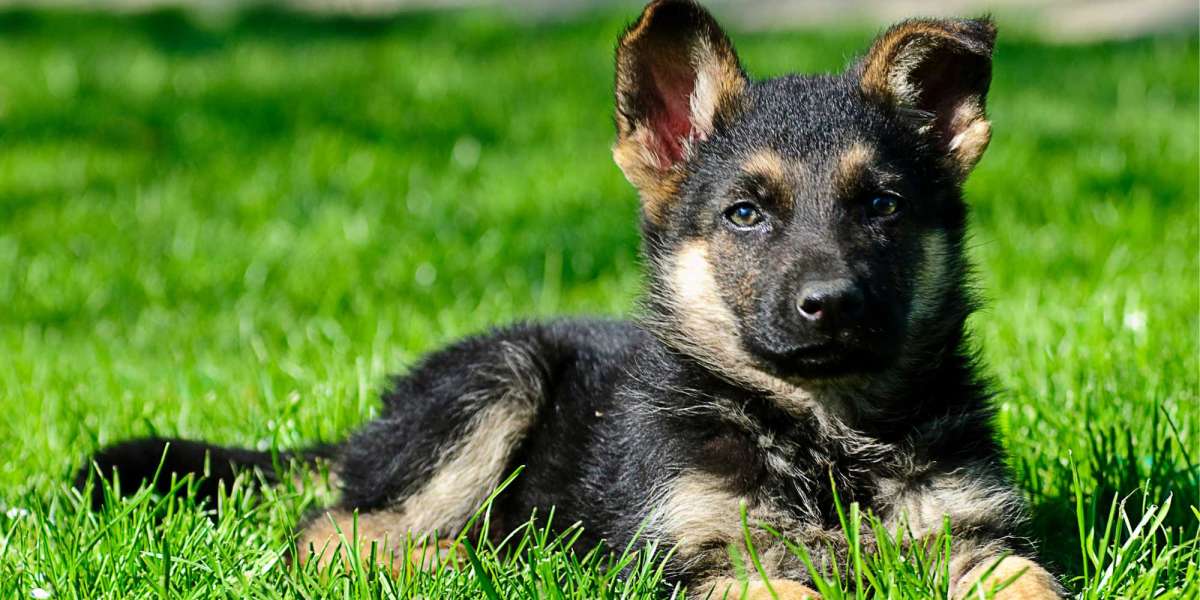 Exploring German Shepherd Puppies For Sale In Jaipur: A Comprehensive Guide
