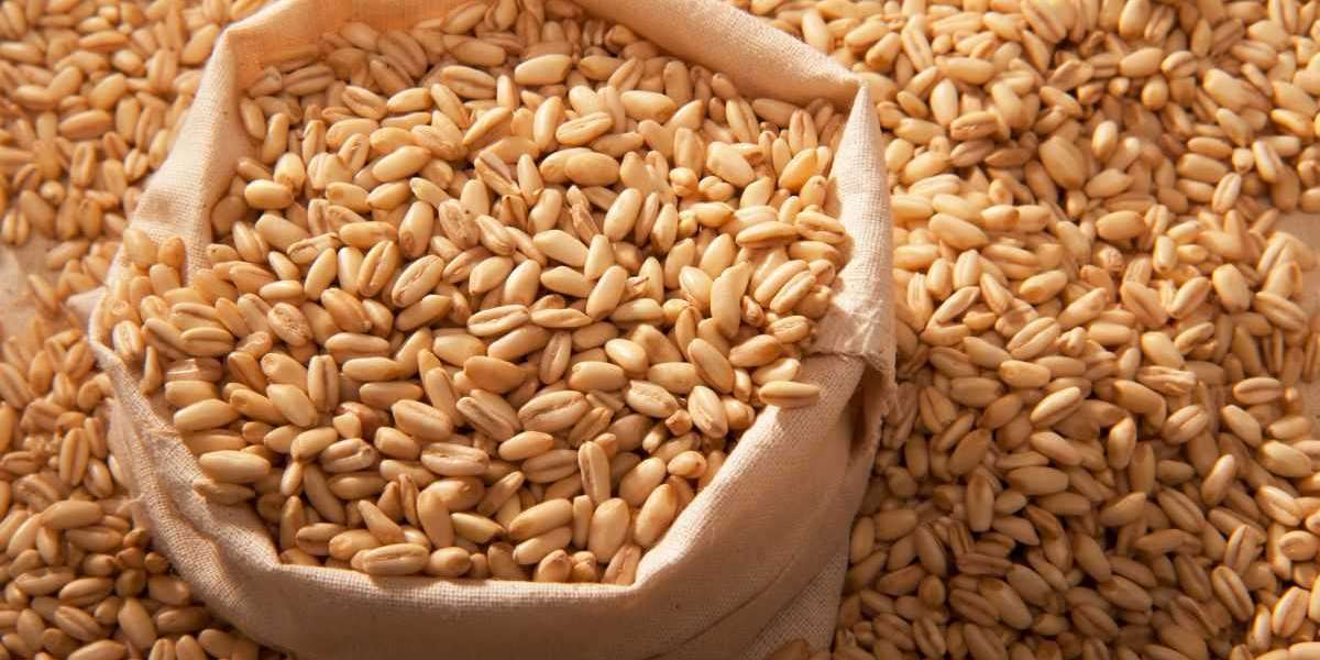 Barley Market Insights: Navigating the Global Grain Trade